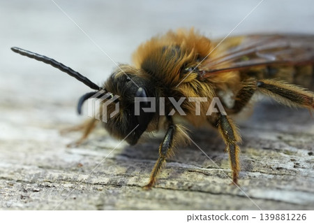 Detailed closeup of the male of the Grey-gastered mining bee, Andrena tibialis sitting on weathered wood Detailed closeup of the male of the Grey-gastered mining bee, Andrena tibialis sitting on weathered wood 139881226