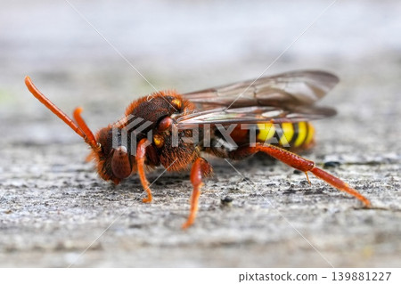 Closeup of a colorful fresh emerged hairy female Lathbury's nomad bee, Nomada lathburiana in the springtime Closeup of a colorful fresh emerged hairy female Lathbury's nomad bee, Nomada lathburiana in the springtime 139881227