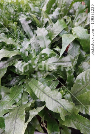 Vibrant green foliage of lush plants, close-up texture, natural background, organic growth, fresh environment Vibrant green foliage of lush plants, close-up texture, natural background, organic growth, fresh environment 139881229