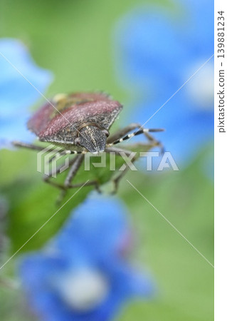 Soft focus closeup on a Hairy Shieldbug or Sloe bug, Dolycoris baccarum on a blue alkanet flower Soft focus closeup on a Hairy Shieldbug or Sloe bug, Dolycoris baccarum on a blue alkanet flower 139881234