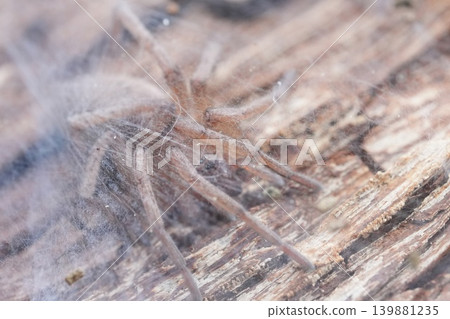 Hairy, brown arachnid camouflage perfectly within its intricate web on weathered wooden surface in natural light Hairy, brown arachnid camouflage perfectly within its intricate web on weathered wooden surface in natural light 139881235