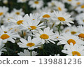 Abundant field of white and yellow daisy flowers bloom in spring, a vibrant natural scene showcasing delicate petals 139881236