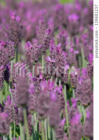 Vibrant Purple Lavender Blooms in Lush Field: Close-up of Delicate Flowers, Nature's Beauty, Serene Outdoor Setting Vibrant Purple Lavender Blooms in Lush Field: Close-up of Delicate Flowers, Nature's Beauty, Serene Outdoor Setting 139881237
