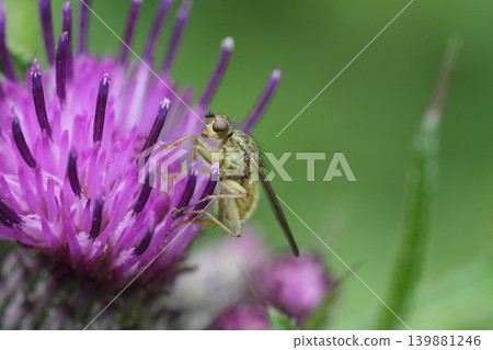 Tiny dung fly insect on a vibrant purple flower in natural light, showcasing intricate details and delicate balance Tiny dung fly insect on a vibrant purple flower in natural light, showcasing intricate details and delicate balance 139881246