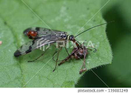 Closeup on a male Common European scorpionfly, Panorpa communis feeding on a dead prey Closeup on a male Common European scorpionfly, Panorpa communis feeding on a dead prey 139881249