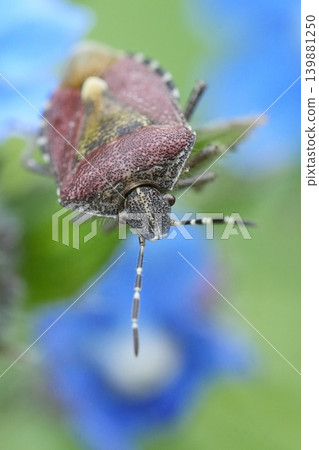 Soft focus closeup on a Hairy Shieldbug or Sloe bug, Dolycoris baccarum on a blue alkanet flower 139881250