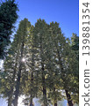 Trees reaching towards the blue sky and dazzling sunlight filtering through the leaves. 139881354