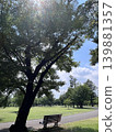 A bench standing in the shade of trees in a lush green park 139881357