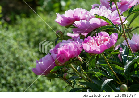 Pink Peonies Blooming in a Sunny Garden Pink Peonies Blooming in a Sunny Garden 139881387