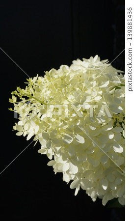 Milky, white hydrangea in the rays of the sun on a dark, black background Milky, white hydrangea in the rays of the sun on a dark, black background 139881436