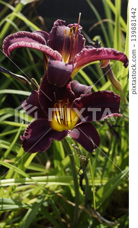Dark Lilies, Daylily Blooming in Sunlight Dark Lilies, Daylily Blooming in Sunlight 139881442