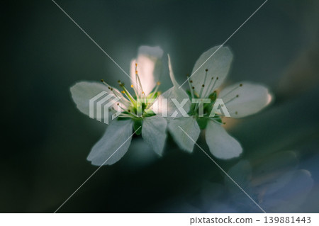 Close-up of Two White Blossoms in Soft Light Close-up of Two White Blossoms in Soft Light 139881443