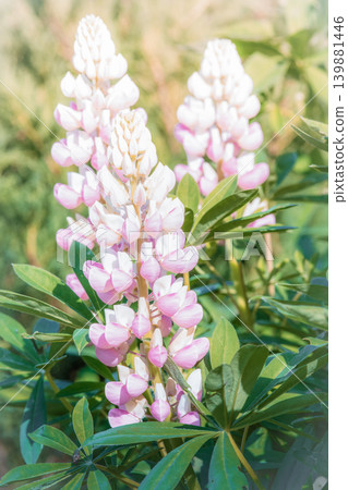 Pink and white lupine flowers close-up 139881446