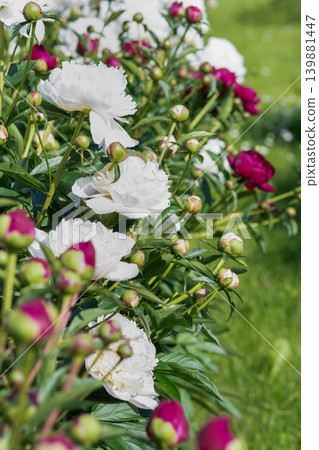 White and pink peony flowers in a garden White and pink peony flowers in a garden 139881447