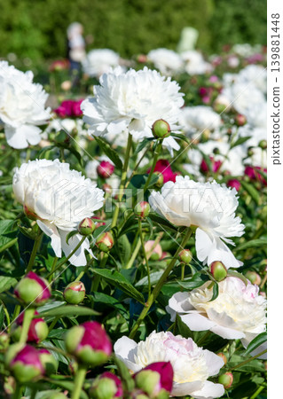 Blooming white and red peonies in a summer garden Blooming white and red peonies in a summer garden 139881448