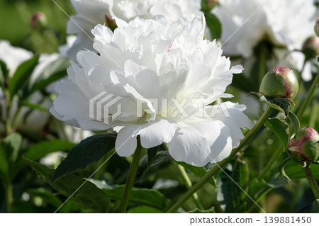 White peony flower blooming in the garden White peony flower blooming in the garden 139881450