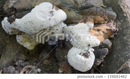 Mushroom Ganoderma applanatum tinder fungus flat in the gorge of a stump Mushroom Ganoderma applanatum tinder fungus flat in the gorge of a stump 139881462