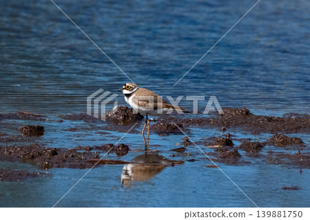 Small plover stands on muddy shoreline. Small plover stands on muddy shoreline. 139881750