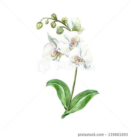 White orchid. Plant with flowers, buds and green leaves. Hand drawn botanical watercolor illustration, isolated. Suitable for card designs, wedding invitations and cosmetics. White orchid. Plant with flowers, buds and green leaves. Hand drawn botanical watercolor illustration, isolated. Suitable for card designs, wedding invitations and cosmetics. 139881893