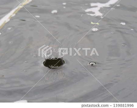 自然雨滴冠 自然雨滴冠 139881996