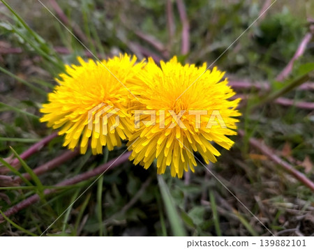 Dandelions Grow Close Together in a Grassy Area Under Daytime Light Dandelions Grow Close Together in a Grassy Area Under Daytime Light 139882101