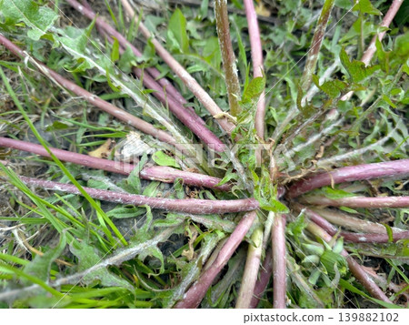 Dandelion Stems Grow in a Bush Formation on the Ground Near Grass Dandelion Stems Grow in a Bush Formation on the Ground Near Grass 139882102