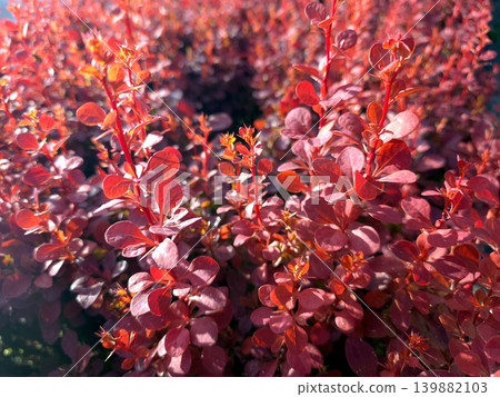 Bright Red Thunberg Barberry Shrub in Sunny Garden Setting Bright Red Thunberg Barberry Shrub in Sunny Garden Setting 139882103