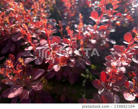 Decorative Shrub Red Thunberg Barberry Growing in a Sunny Garden Spot Decorative Shrub Red Thunberg Barberry Growing in a Sunny Garden Spot 139882104