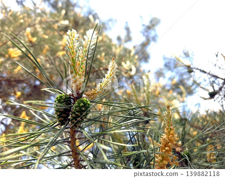 Flowering of Scots Pine With Male and Female Cones in a Natural Setting Flowering of Scots Pine With Male and Female Cones in a Natural Setting 139882118