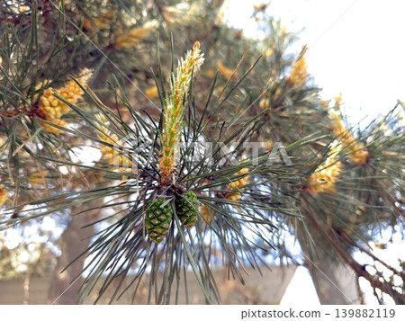 Scots Pine Flowering With Male and Female Cones on Branches in Springtime 139882119