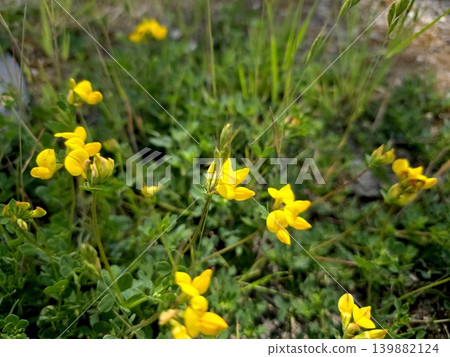 Horned Lotus Blooming in a Grassy Area With Other Plants Present Horned Lotus Blooming in a Grassy Area With Other Plants Present 139882124