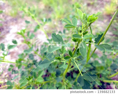 Plant With Toothed Leaves Found in a Natural Habitat During Daylight Hours Plant With Toothed Leaves Found in a Natural Habitat During Daylight Hours 139882133