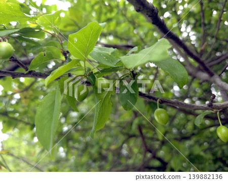 Green Fruits of Cherry Plum Tree Growing on Branch in Spring Season 139882136
