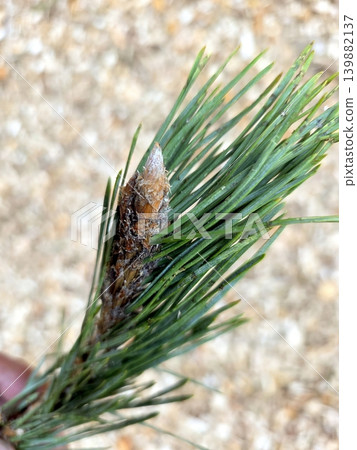 Scots Pine Shoot Growth During Spring Season in a Forest Location 139882137