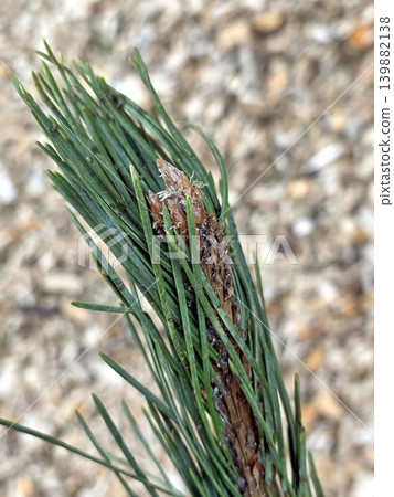 Scots Pine Shoot Growing From the Forest Floor in Early Spring Season 139882138
