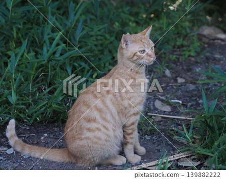 Cute stray cat kitten cuddling and being pampered by its mother cat Cute stray cat kitten cuddling and being pampered by its mother cat 139882222