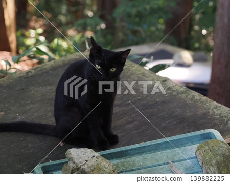 Cute stray cat kitten cuddling and being pampered by its mother cat Cute stray cat kitten cuddling and being pampered by its mother cat 139882225