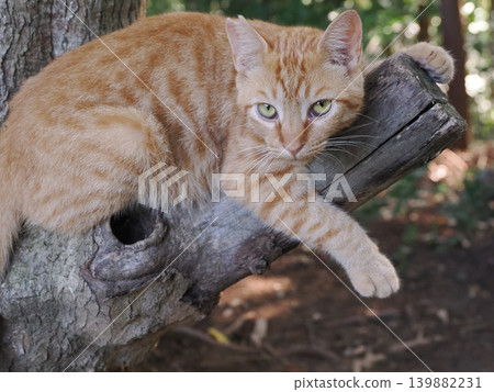 Cute stray cat kitten cuddling and being pampered by its mother cat 139882231
