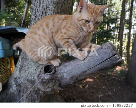 Cute stray cat kitten cuddling and being pampered by its mother cat Cute stray cat kitten cuddling and being pampered by its mother cat 139882237