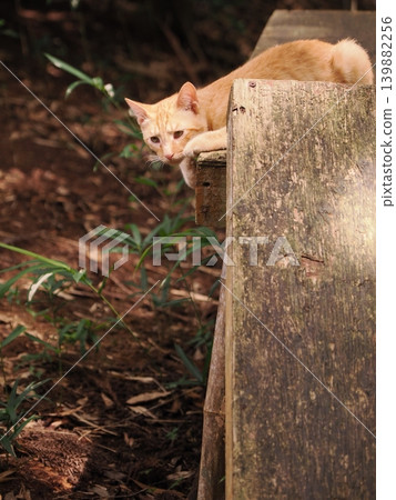 Cute stray cat kitten cuddling and being pampered by its mother cat Cute stray cat kitten cuddling and being pampered by its mother cat 139882256