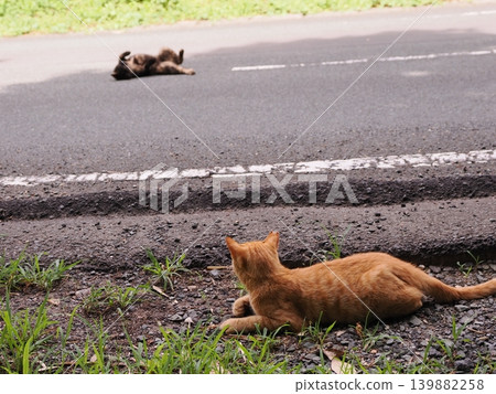 Cute stray cat kitten cuddling and being pampered by its mother cat Cute stray cat kitten cuddling and being pampered by its mother cat 139882258