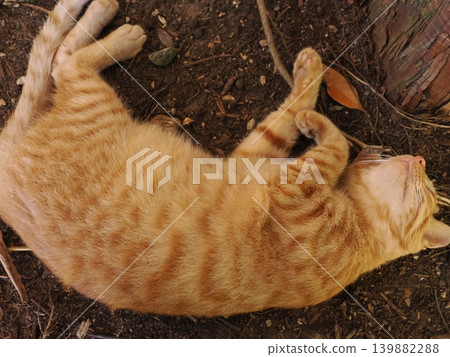 Cute stray cat kitten cuddling and being pampered by its mother cat Cute stray cat kitten cuddling and being pampered by its mother cat 139882288