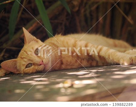 Cute stray cat kitten cuddling and being pampered by its mother cat 139882289
