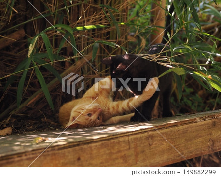 Cute stray cat kitten cuddling and being pampered by its mother cat Cute stray cat kitten cuddling and being pampered by its mother cat 139882299