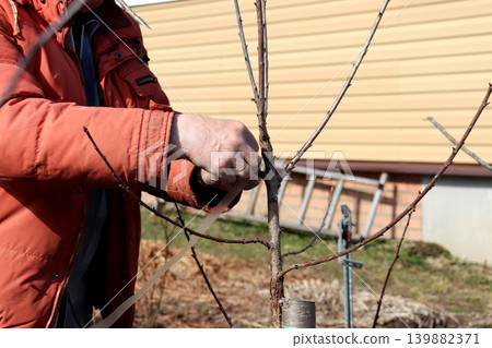 A breeder ties a cutting of a new variety of cherry tree to a branch 139882371