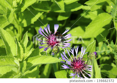 A dark bumblebee pollinates two mountain cornflower flowers in a meadow A dark bumblebee pollinates two mountain cornflower flowers in a meadow 139882372