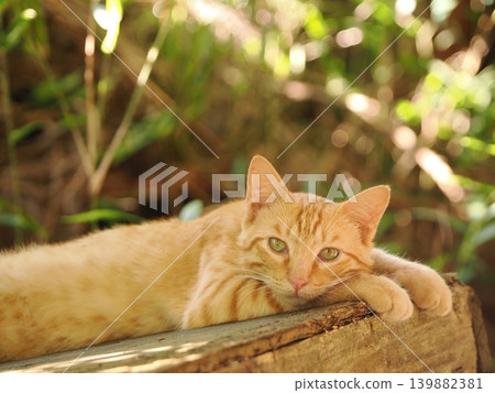 A cute kitten resting in the shade of a tree A cute kitten resting in the shade of a tree 139882381