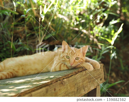 A cute kitten resting in the shade of a tree A cute kitten resting in the shade of a tree 139882382