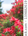 Azaleas with a vibrant orange gradient. 139882619