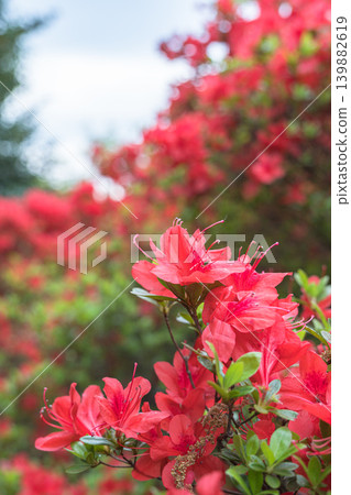 杜鵑花，花瓣呈現鮮豔的橙色漸層。 139882619